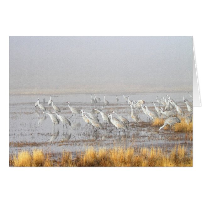 Misty Sandhill Cranes (Voorkant Horizontaal)