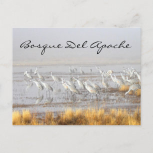 Misty Sandhill Cranes, Bosque del Apache Briefkaart