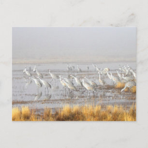 Misty Sandhill Cranes Briefkaart