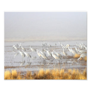 Misty Sandhill Cranes Foto Afdruk