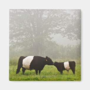 Misty scène van de belted galloway koe die haar mo magneet