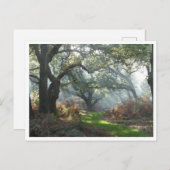 Misty Woodland Briefkaart (Voorkant / Achterkant)