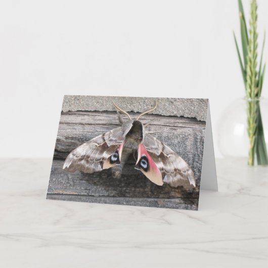 Mite, carte vierge de note par la marque Easton (Devant)