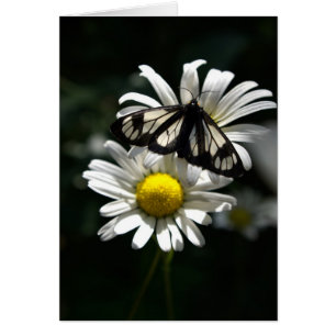 Mite de voiture de police et marguerites des prés