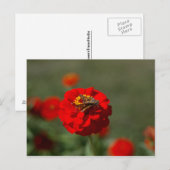 Mite et carte postale rouge de Zinnia (Devant / Derrière)