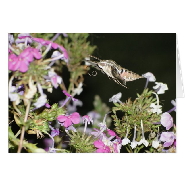 Mite et Phlox de colibri (Devant horizontal)