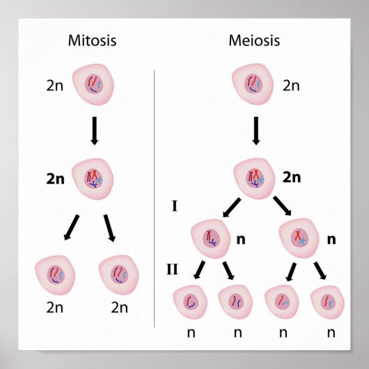 Mitose versus meiosis Poster (Voorkant)