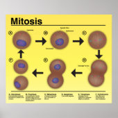 Mitosis Classroom Poster * Bijgewerkt* (Voorkant)
