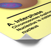 Mitosis Classroom Poster * Bijgewerkt* (Hoek)