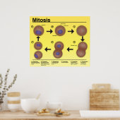 Mitosis Classroom Poster * Bijgewerkt* (Keuken)