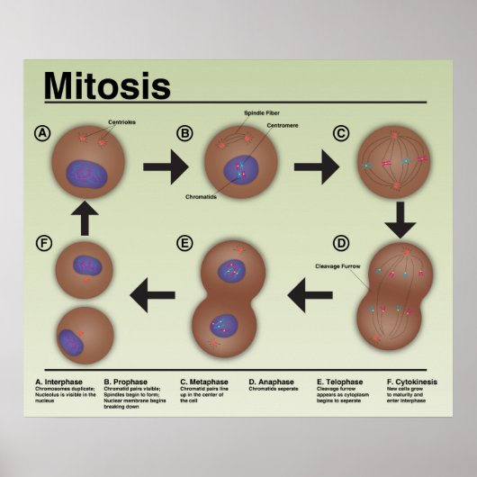 Mitosis Classroom Poster * Bijgewerkt* (Voorkant)