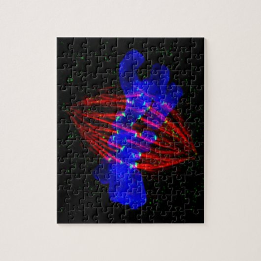 Mitotic Metaphase Legpuzzel (Verticaal)