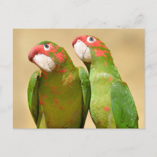 Mitred Parakeet op houten post Briefkaart (Voorkant)