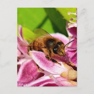 Mitten in den Blüten – Biene auf rosa Blüte Postka Briefkaart