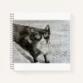 Mittens le chaton sur un journal (Devant)