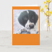 Mlle Fannie - épagneul de springer anglais - carte (Fleur jaune)