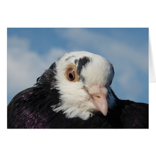 Mlle Pigeon (Devant horizontal)