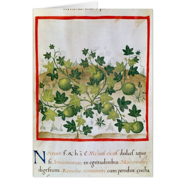 Mme 3054 melons fol.20, de 'Tacuinum Sanitatis (Devant)