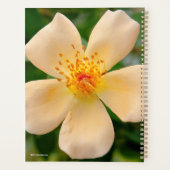 Mme Oakley Fisher Rose (Dos)
