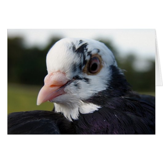 Mme Pigeon (Devant horizontal)