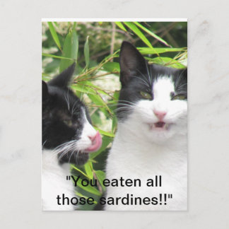 "mmmm sardines!!!!! briefkaart