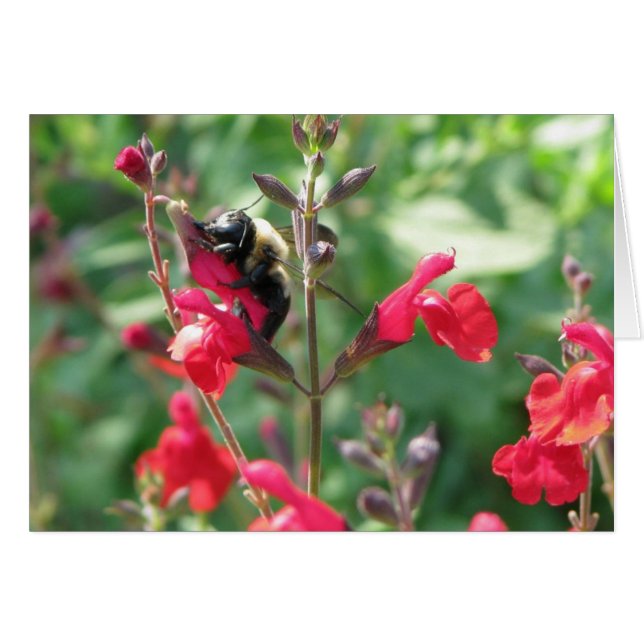 Mmmm, stuifmeel (Voorkant Horizontaal)