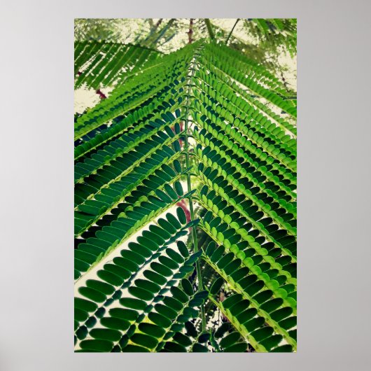 mni folha poster (Voorkant)