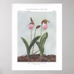 Moccasinevloer; Stemless Lady's-Slipper Poster
