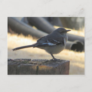 Mocking Bird Briefkaart