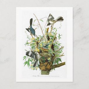 Mocking Bird John James Audubon Birds of America Briefkaart