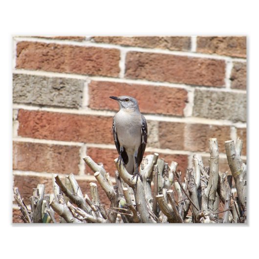 Mocking Bird op Struik voor Brick Building Foto Afdruk (Voorkant)