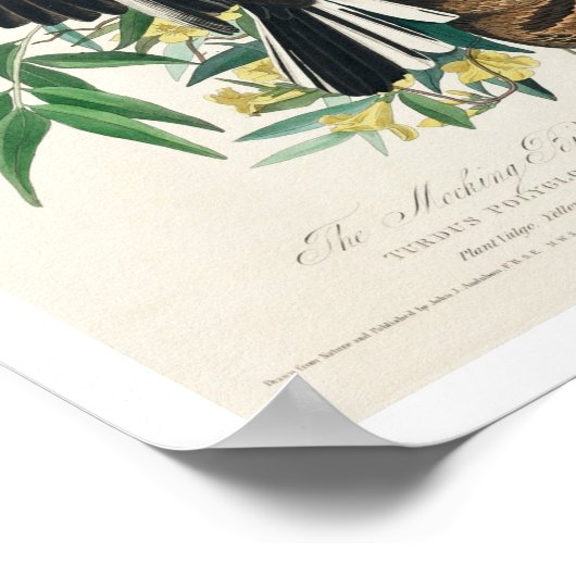 Mocking Bird par Audubon Poster (Coin)