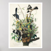Mocking Bird par Audubon Poster (Devant)