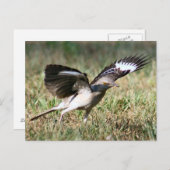 Mocking Bird Photo Briefkaart (Voorkant / Achterkant)