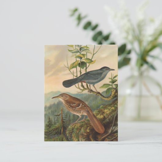 Mockingbird en Brown Thrasher Briefkaart (Staand voorkant)