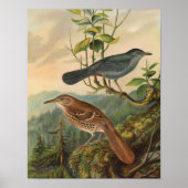 Mockingbird en Brown Thrasher Poster (Voorkant)