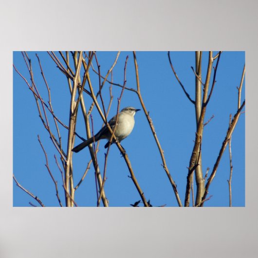 Mockingbird II Poster (Voorkant)