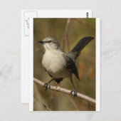 Mockingbird Ornithology Briefkaart (Voorkant / Achterkant)