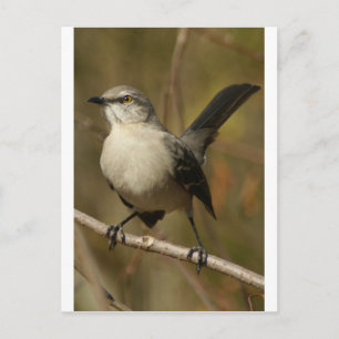 Mockingbird Ornithology Briefkaart