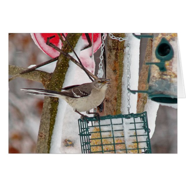 Mockingvogel (Voorkant Horizontaal)