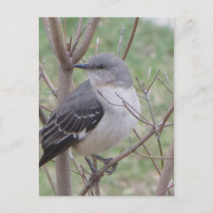 Mockingvogel Briefkaart