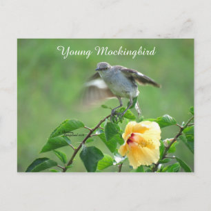 Mockingvogel Hibiscus Briefkaart