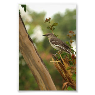 Mockingvogel in een Crepe Myrtle-boom Foto Afdruk