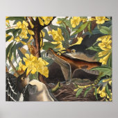 Mockingvogels, John James Audubon Poster (Voorkant)