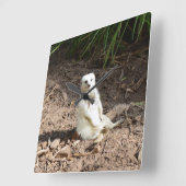 Model in het wild: White Meerkat Posing voor Camer Vierkante Klok (Hoek)