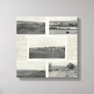 Model Vineyards, Californië Canvas Afdruk