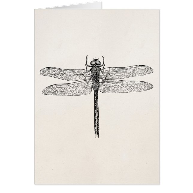 Modèle américain vintage de mouche de dragon de (Devant)