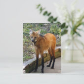 Modèle de carte postale 4x6 (Debout devant)