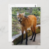 Modèle de carte postale 4x6 (Devant / Derrière)