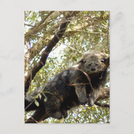 modèle de carte postale 5x7 (Devant)